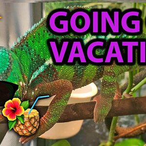 What to do with your chameleon when you go on vacation
