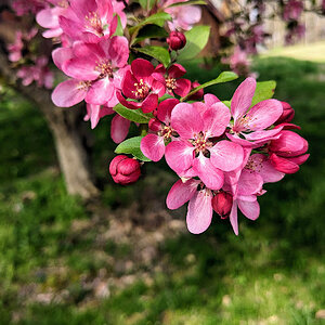 Flowers.jpg