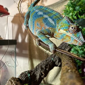 Randall 1 year old panther chameleon