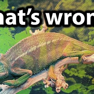 Why is my chameleon a dark color?