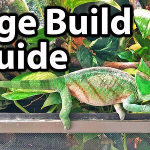 How to set up a chameleon cage