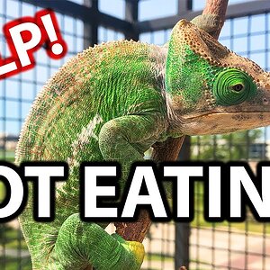 Why isn't my chameleon eating?