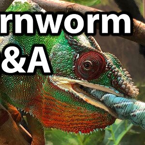 Can chameleons eat hornworms?