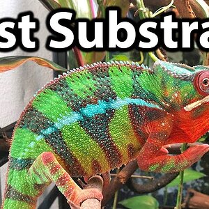 What substrate to use for a chameleon cage