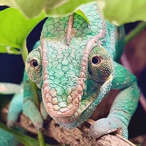 When your chameleon gives you puppy dog eyes