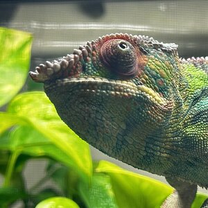 Thinking about bug