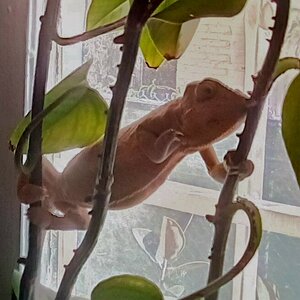 Rosie favorite jungle