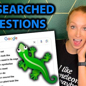 Answering The Web's Most Searched Chameleon Questions