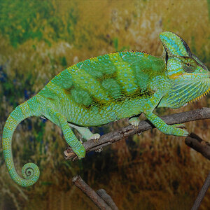 Veiled Chameleon 9