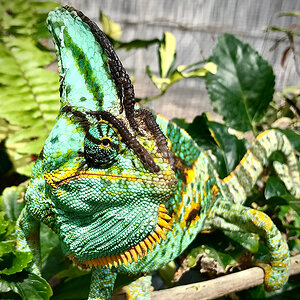 Veiled Chameleon 8