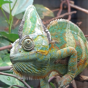 Veiled Chameleon 7