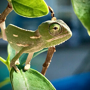 Veiled Chameleon 4