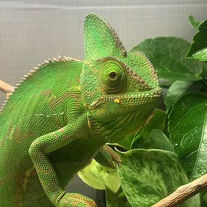 Veiled Chameleon 3