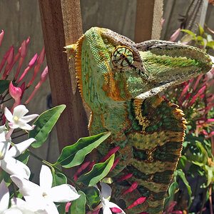 Veiled Chameleon 2