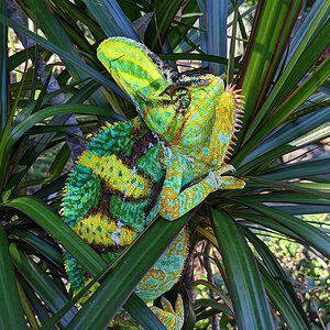 Veiled Chameleon 1