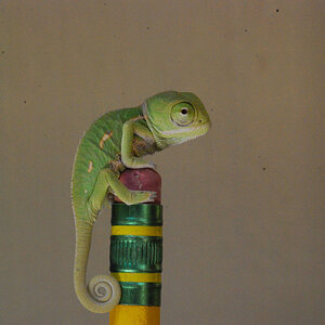 Veiled Chameleon 18