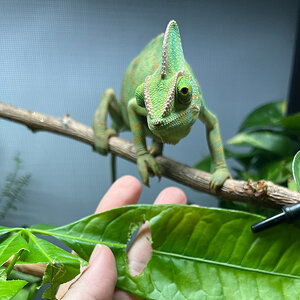 Veiled Chameleon 14