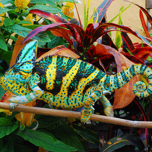 Veiled Chameleon 13