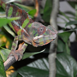 Panther Chameleon 14