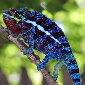 Panther Chameleon 13