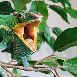 Panther Chameleon 12