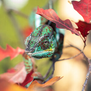 Panther Chameleon 4