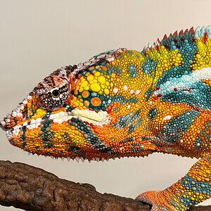 Panther Chameleon 3