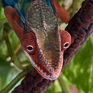 Panther Chameleon 1