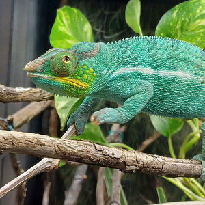 Panther Chameleon 25