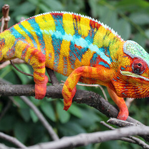 Panther Chameleon 24