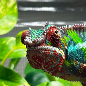 Panther Chameleon 22