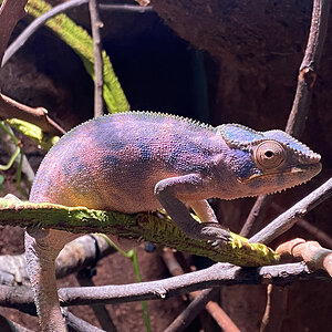 Panther Chameleon 21