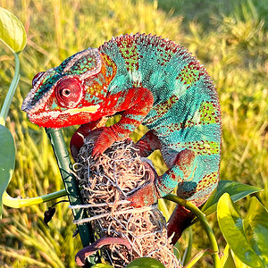 Panther Chameleon 20