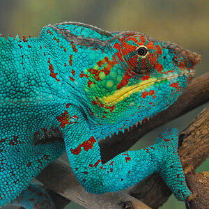 Panther Chameleon 17