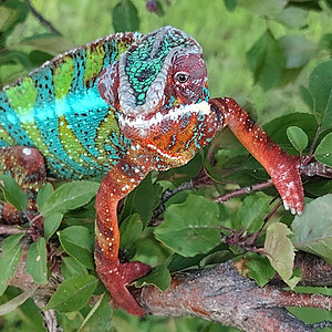 Panther Chameleon 16