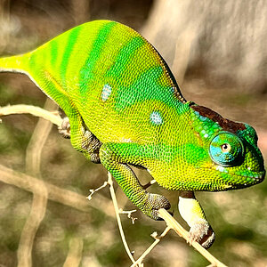 Chameleon 3