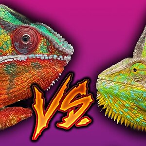 Which chameleon is best? | The differences between veiled and panther chameleons