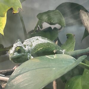 Shedding