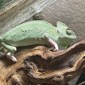 Baby Nachito days after rescue