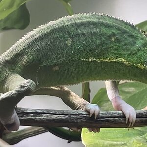 Adult Nachito year after Rescue