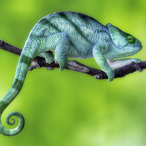 Parson's Chameleon