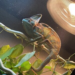 IMG_5342.jpeg