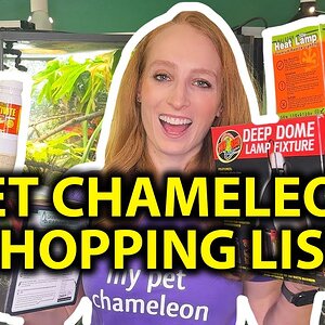 Everything you need for a pet chameleon