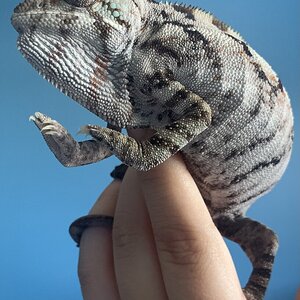 Nosy boraha female chameleon showing off