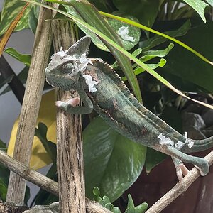 IMG_7915.jpeg
