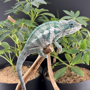 Baby Ambanja male