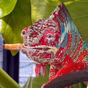 D11 - Panther Chameleon