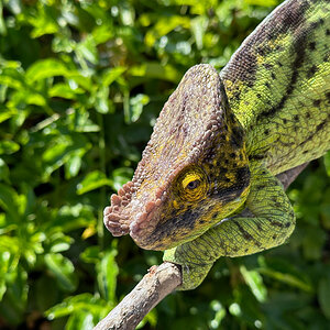 E2 - Chameleon
