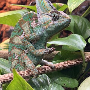 Rango