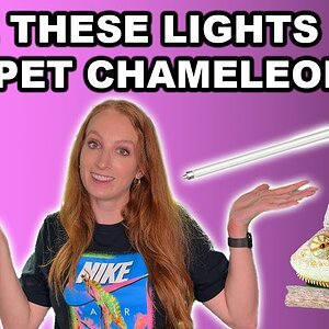 What lights does a chameleon need?
